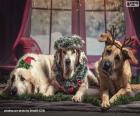 Три великие рождественские собаки